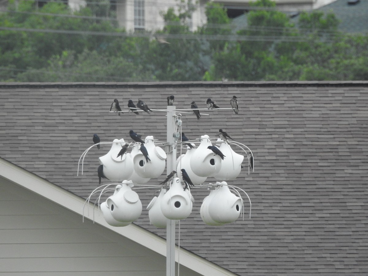 Purple Martin - Pamela Goolsby