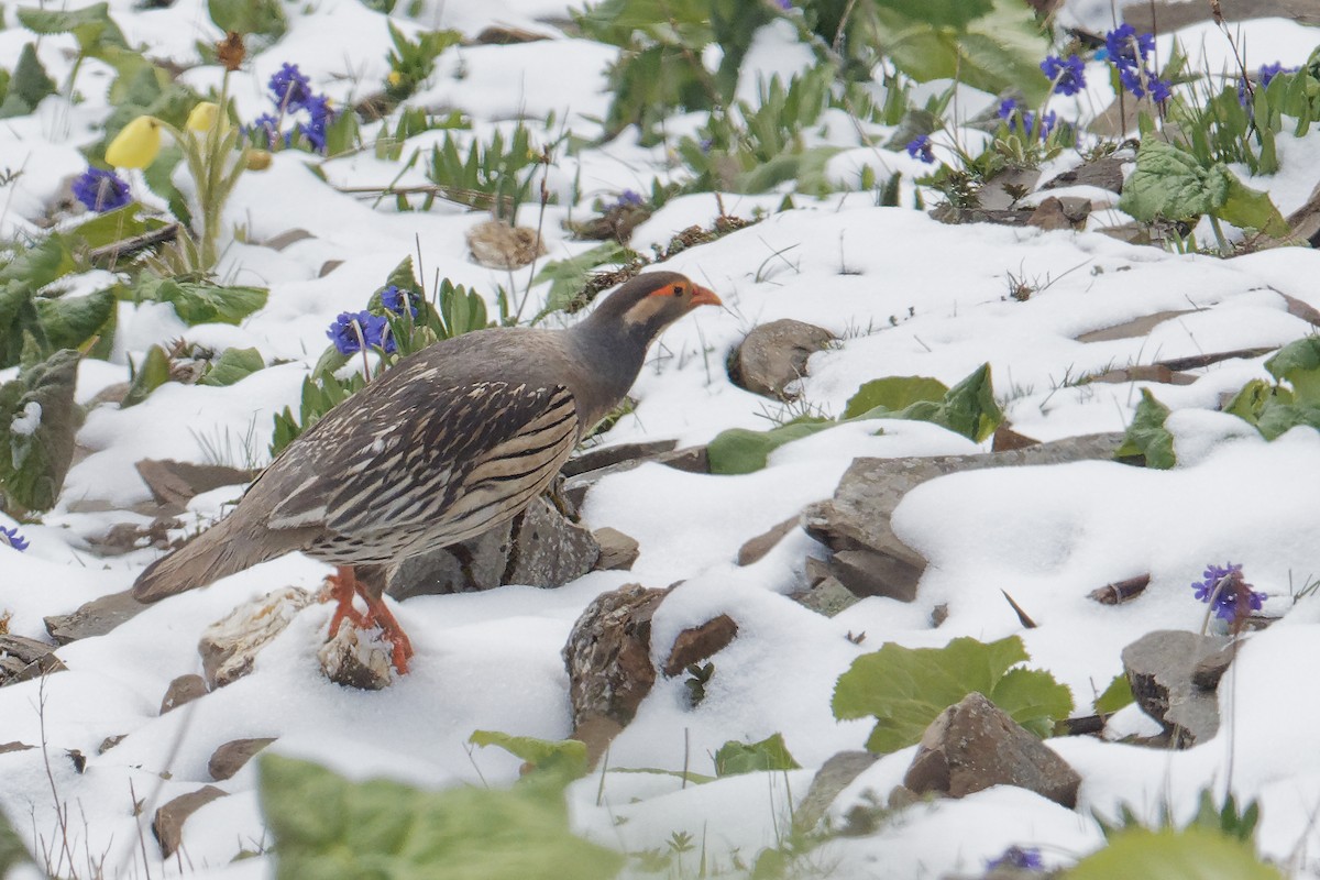 Tibetan Snowcock - ML165505821