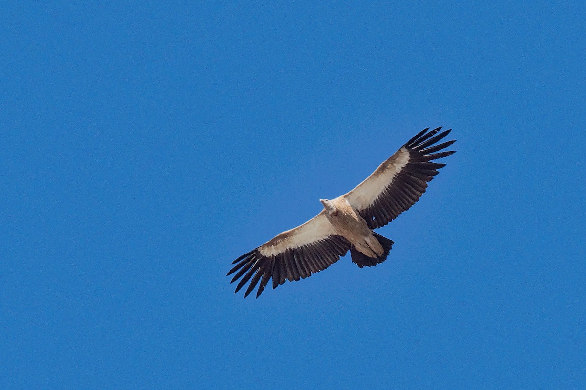 Himalayan Griffon - ML165505891