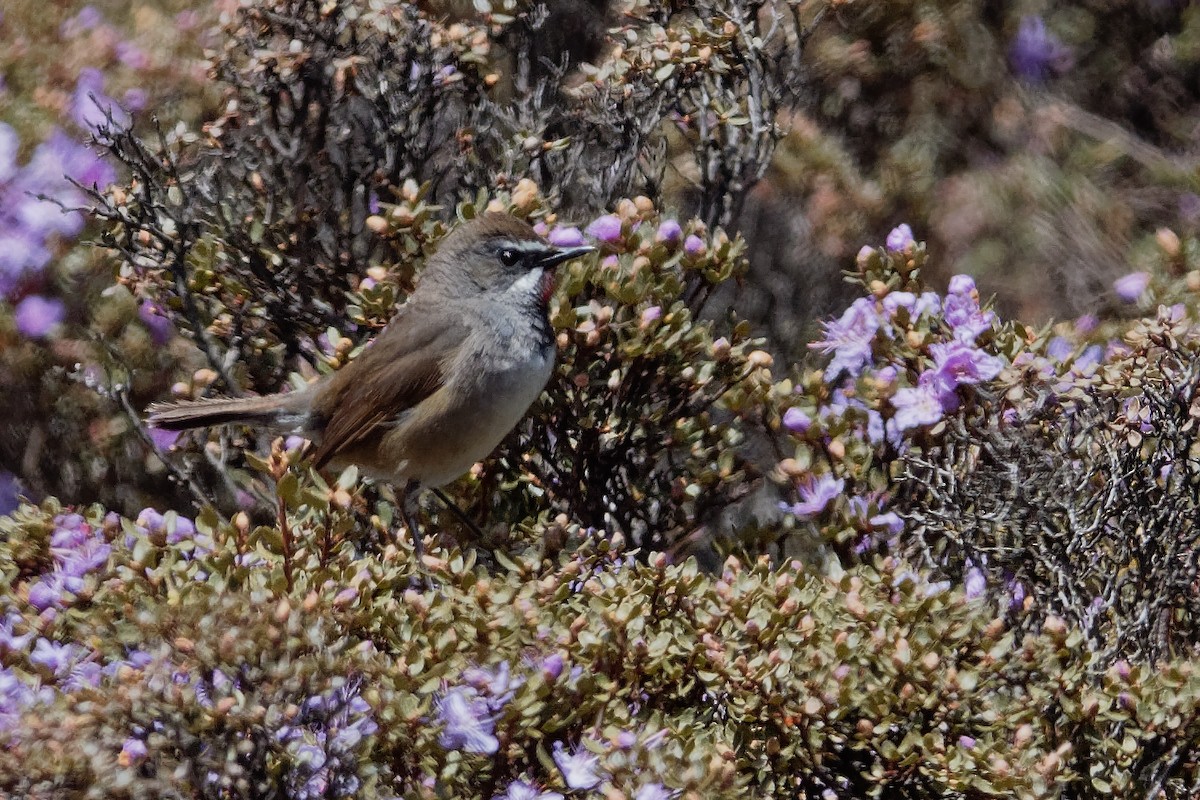 Chinese Rubythroat - ML165505951