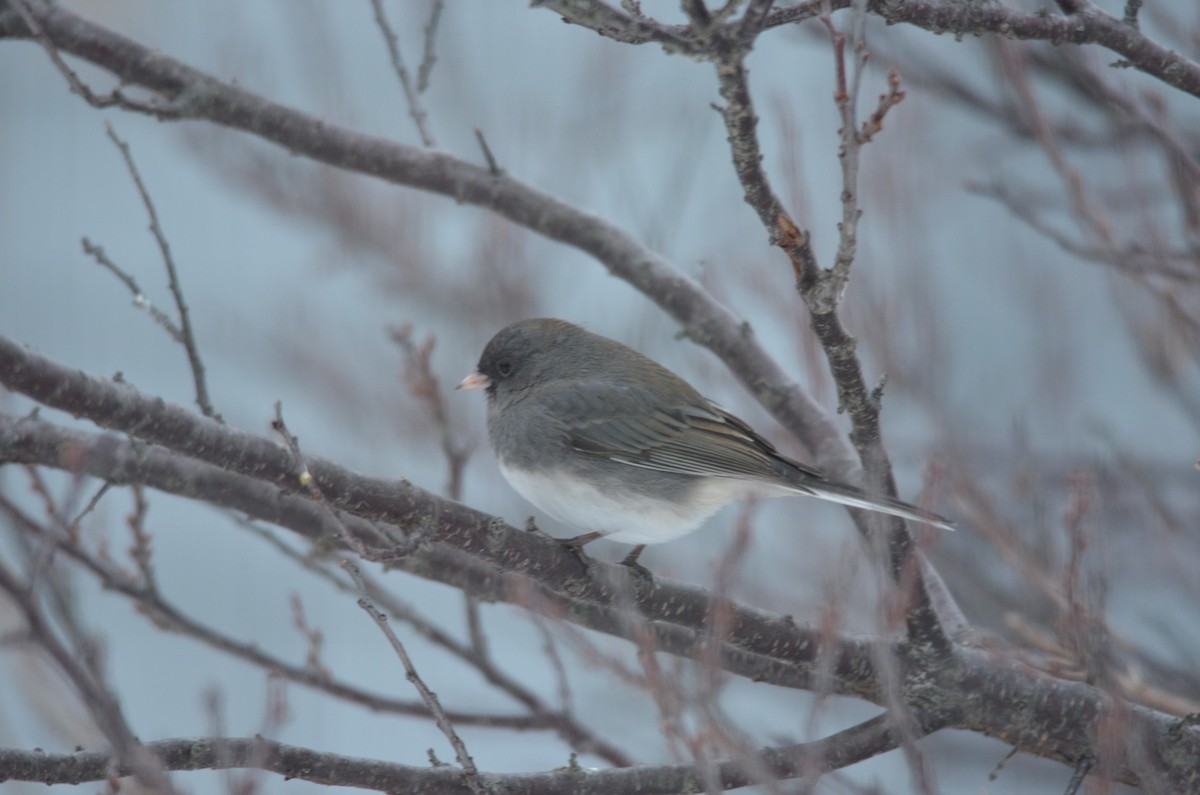 Junco Ojioscuro - ML165507051