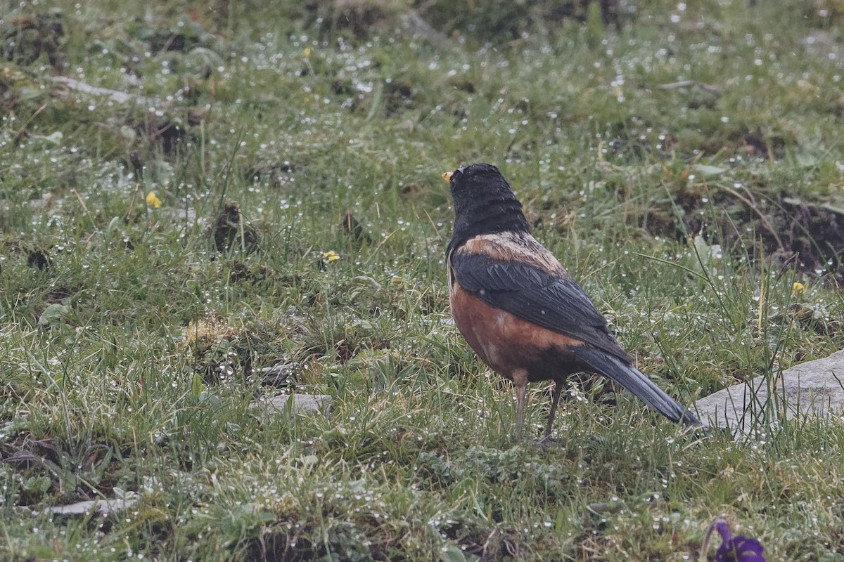 White-backed Thrush - ML165507221