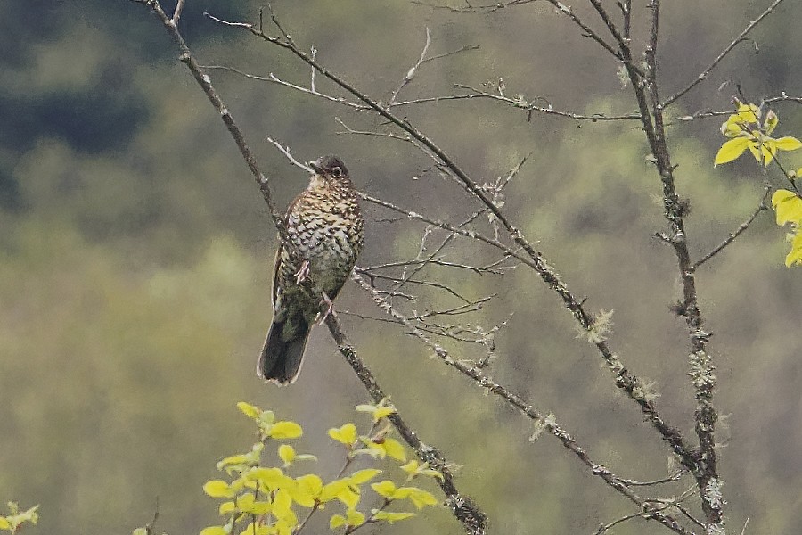 Sichuan Thrush - Vincent Wang