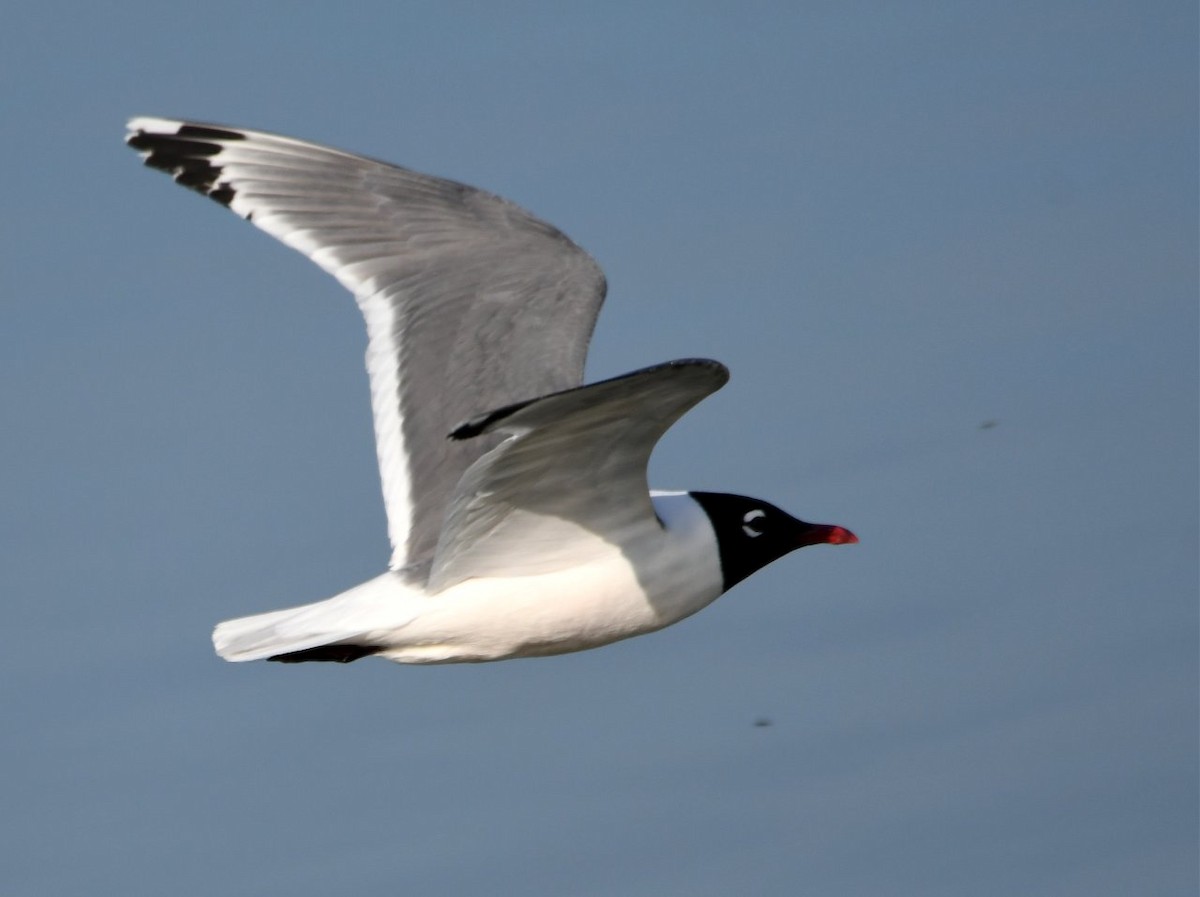 Franklin's Gull - ML165511441