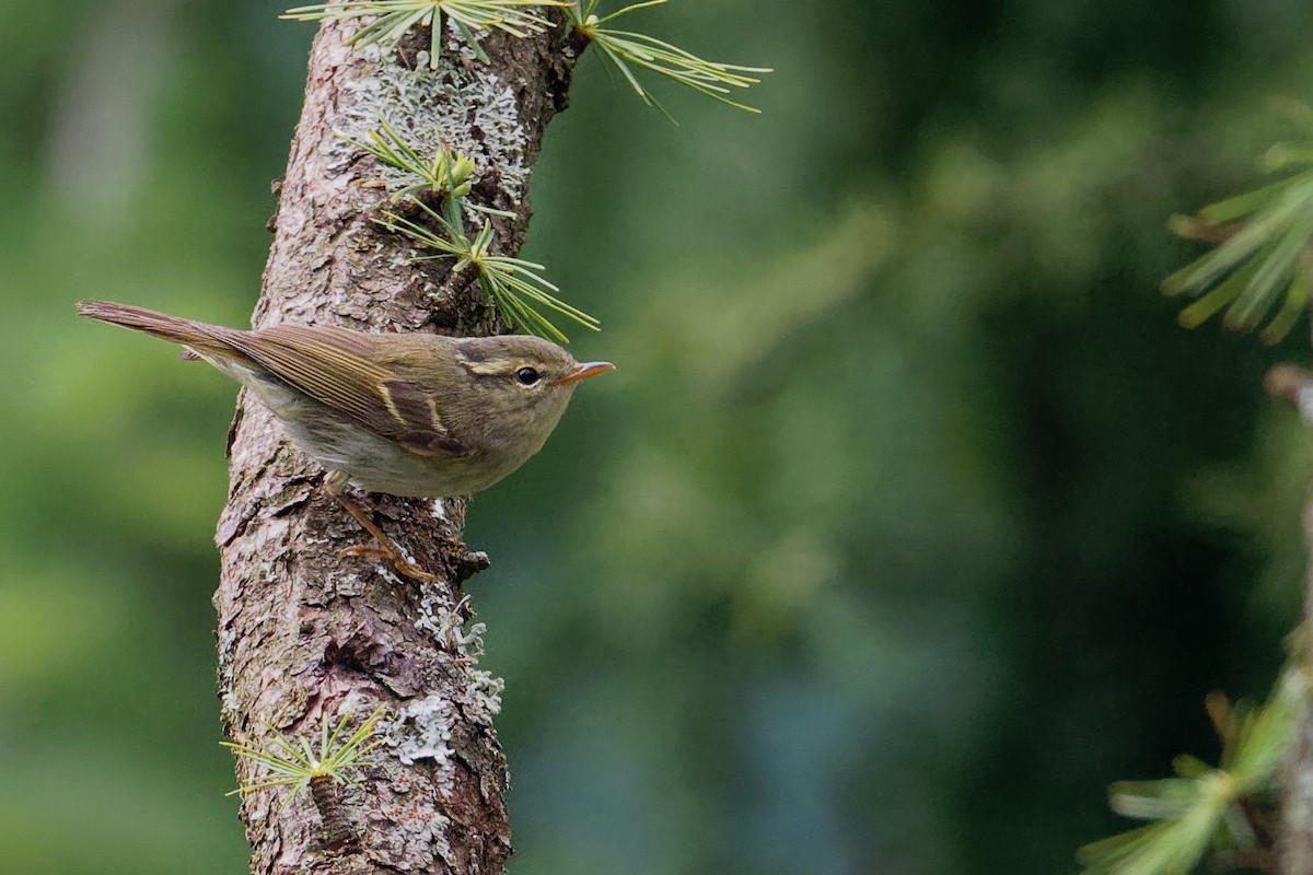 Kloss's Leaf Warbler - Vincent Wang