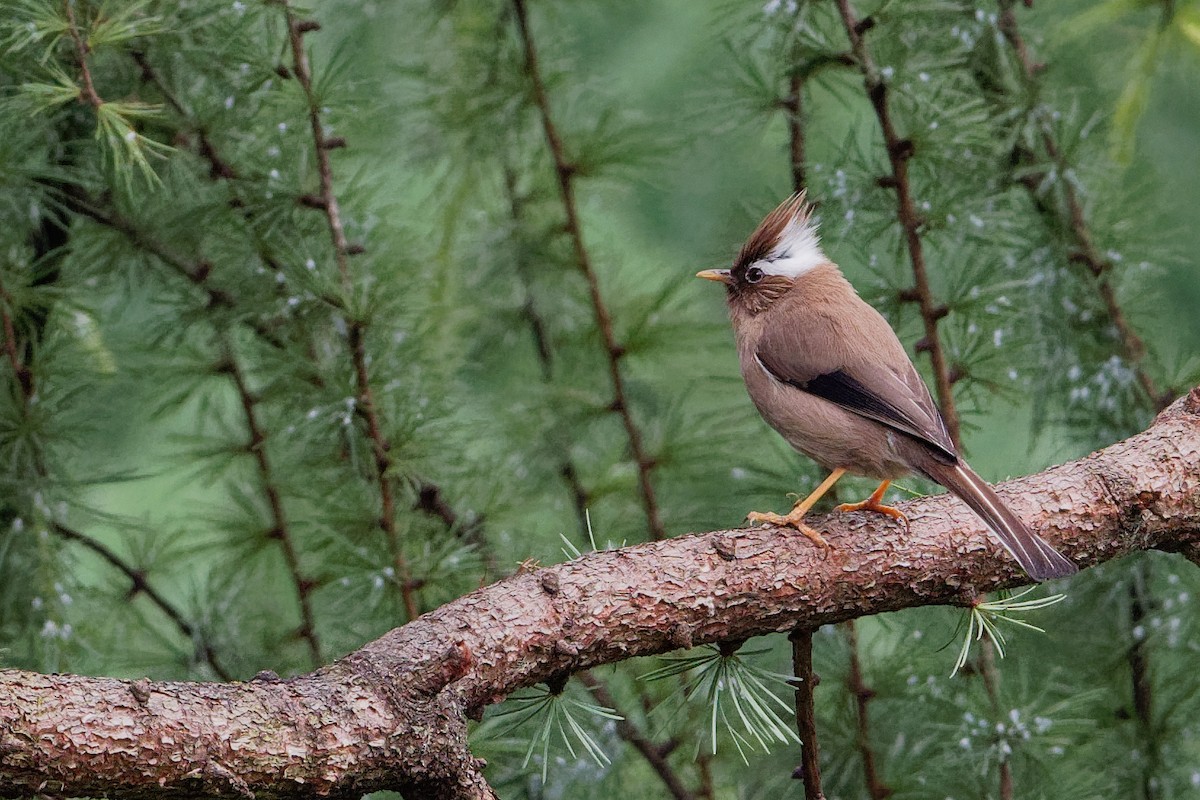 White-collared Yuhina - Vincent Wang