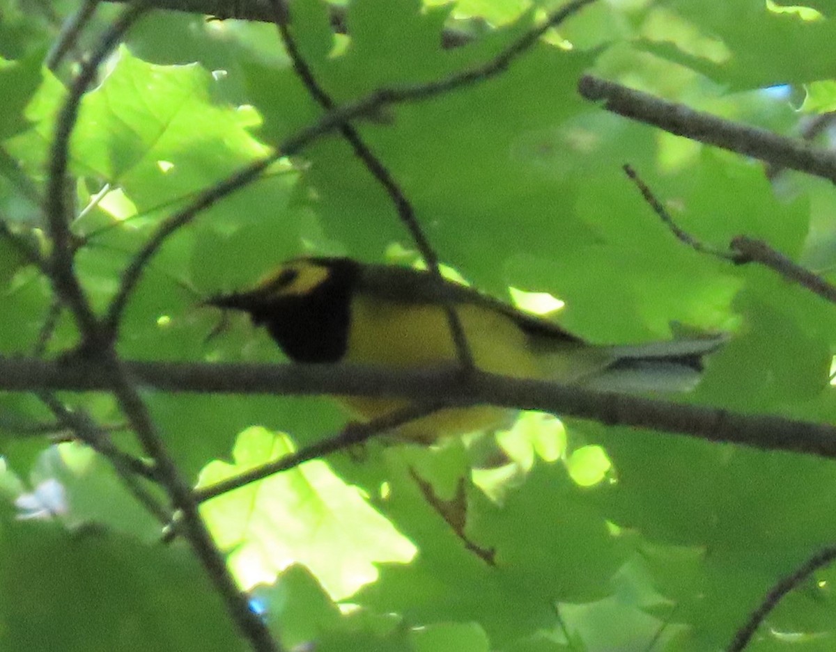 Hooded Warbler - ML165513581