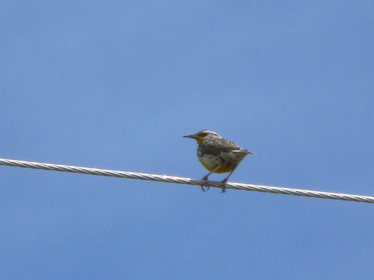 Western Meadowlark - ML165514021