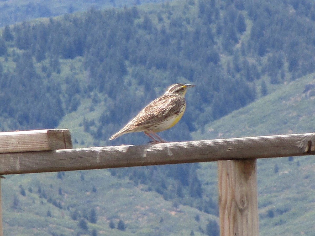 Western Meadowlark - ML165514031