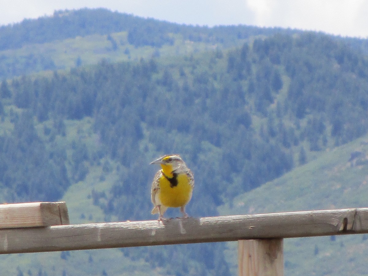 Western Meadowlark - ML165514041