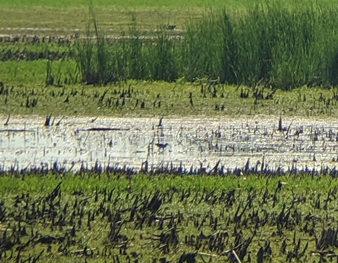 Black-necked Stilt - ML165515581