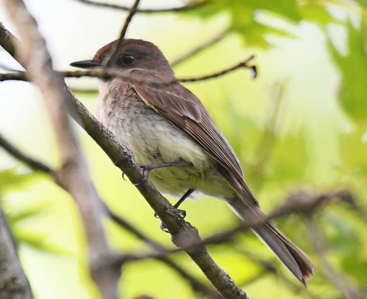 Eastern Phoebe - ML165517111