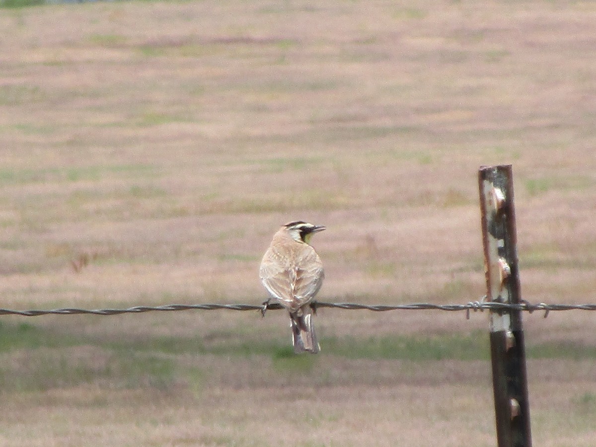 Horned Lark - ML165517801