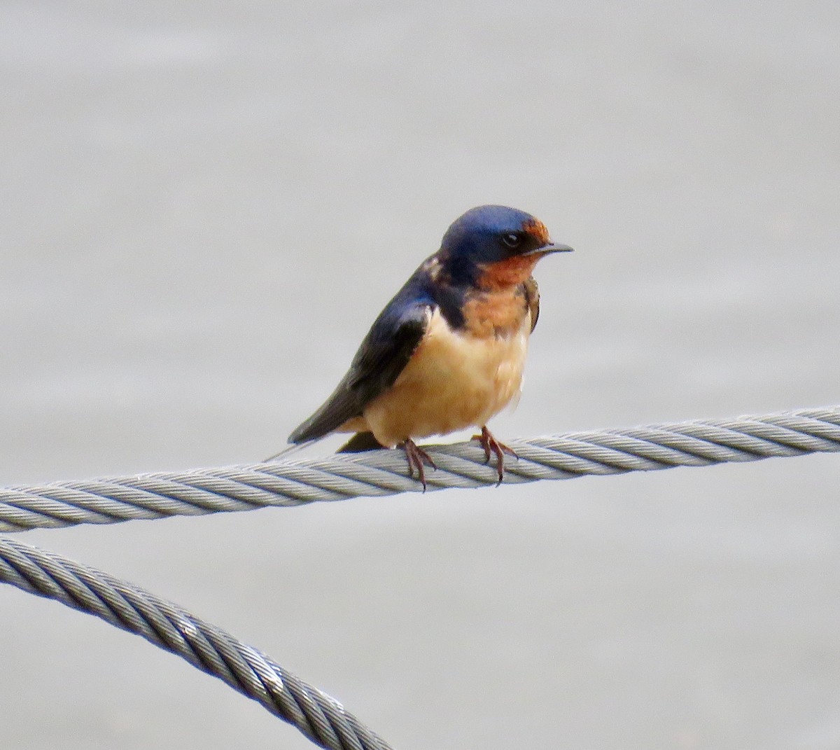 Barn Swallow - ML165518621