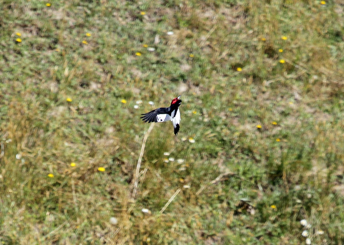 Pic à tête rouge - ML165519151