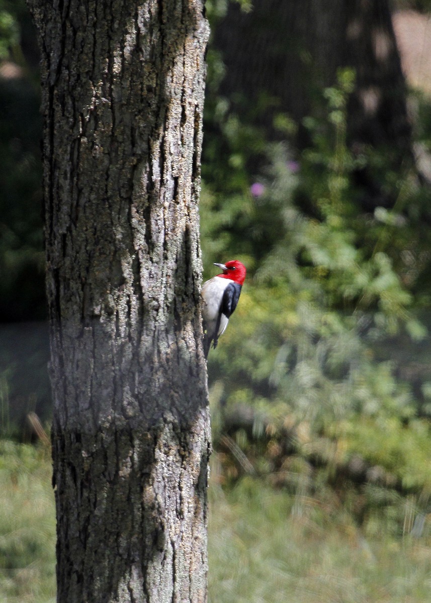 Red-headed Woodpecker - N. Wade Snyder