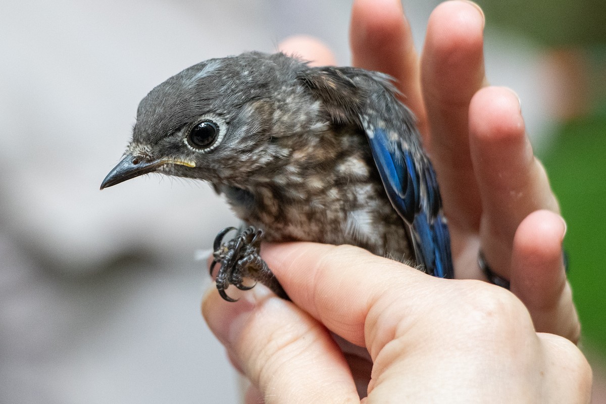 Eastern Bluebird - ML165519661