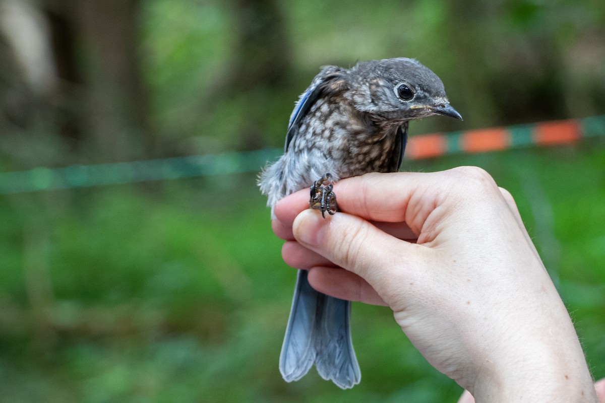 Eastern Bluebird - ML165519671