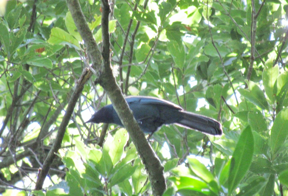 Black-throated Jay - ML165519731