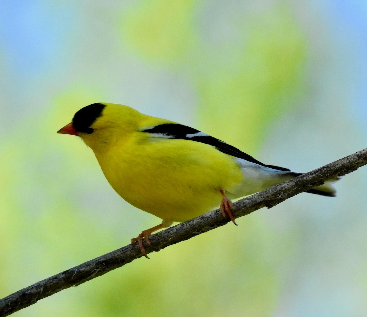 American Goldfinch - ML165521421