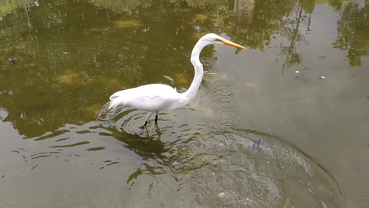 Great Egret (American) - ML165522441