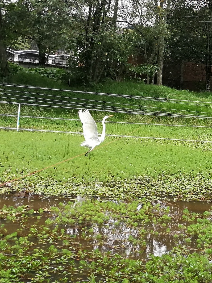 Great Egret (American) - ML165522471