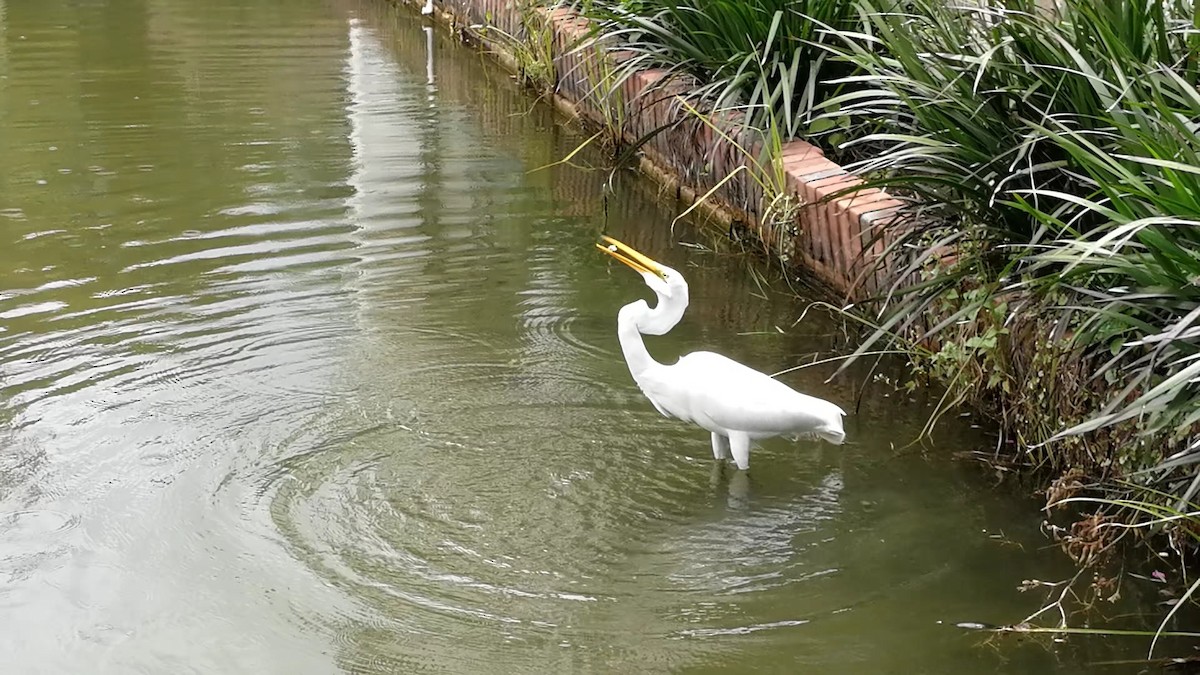Great Egret (American) - ML165522551