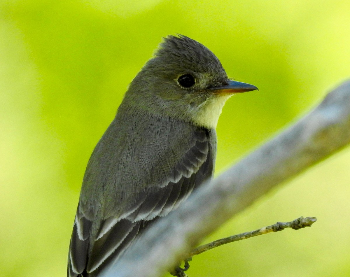 Western Wood-Pewee - ML165522941