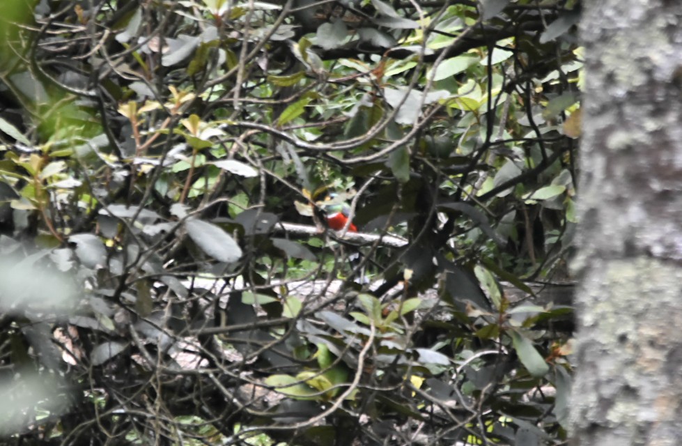 trogon mexický - ML165523191