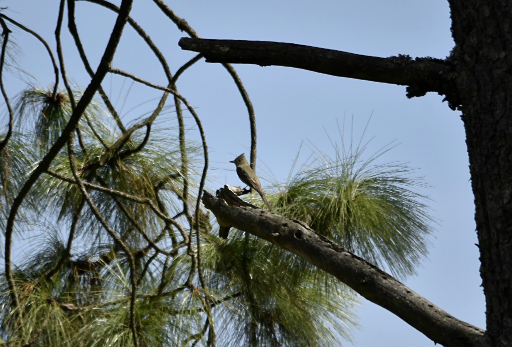Greater Pewee - ML165525371