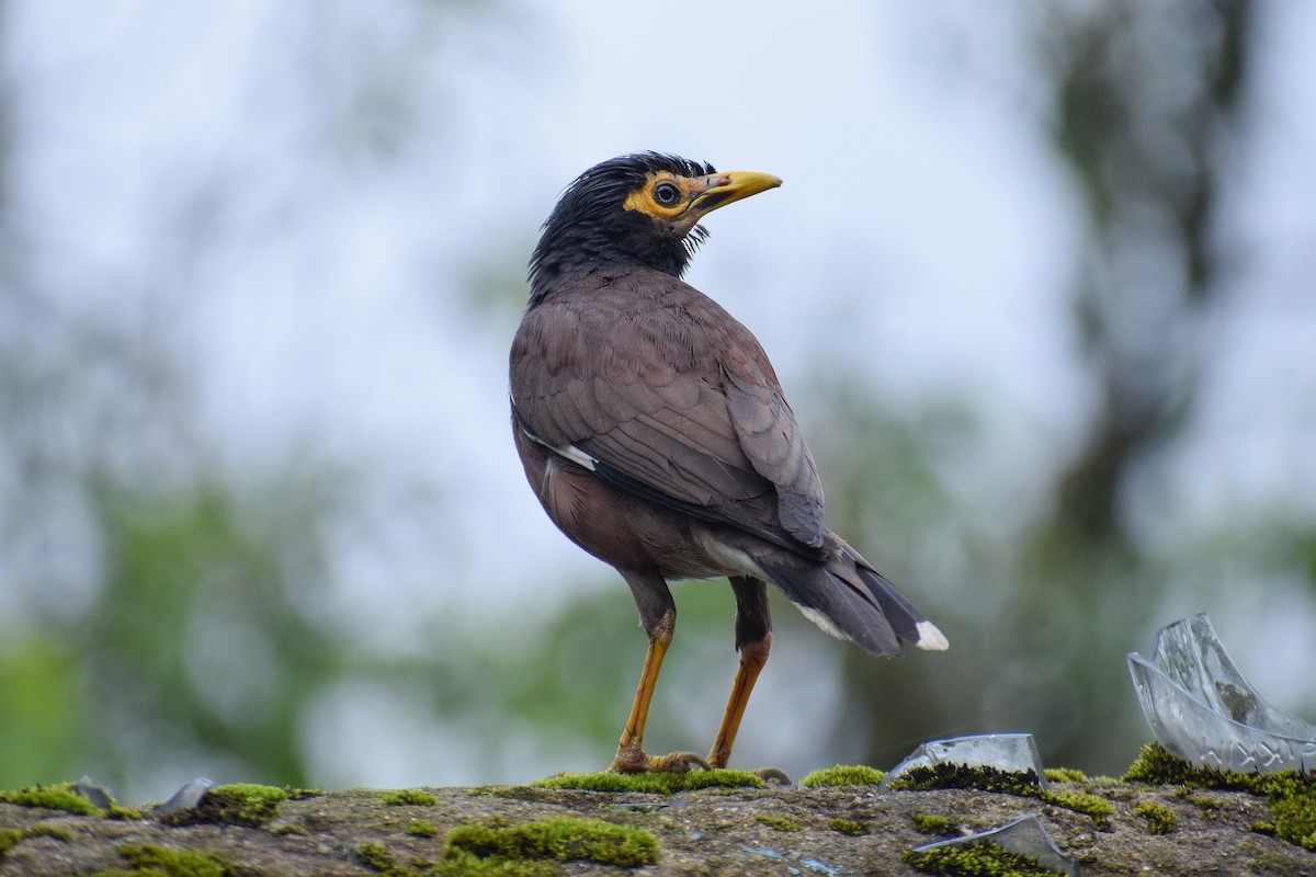 Common Myna - ML165526111