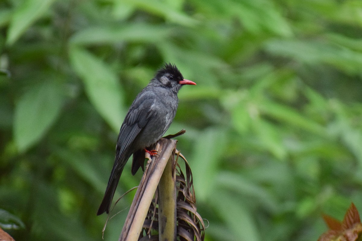 Black Bulbul - ML165526381