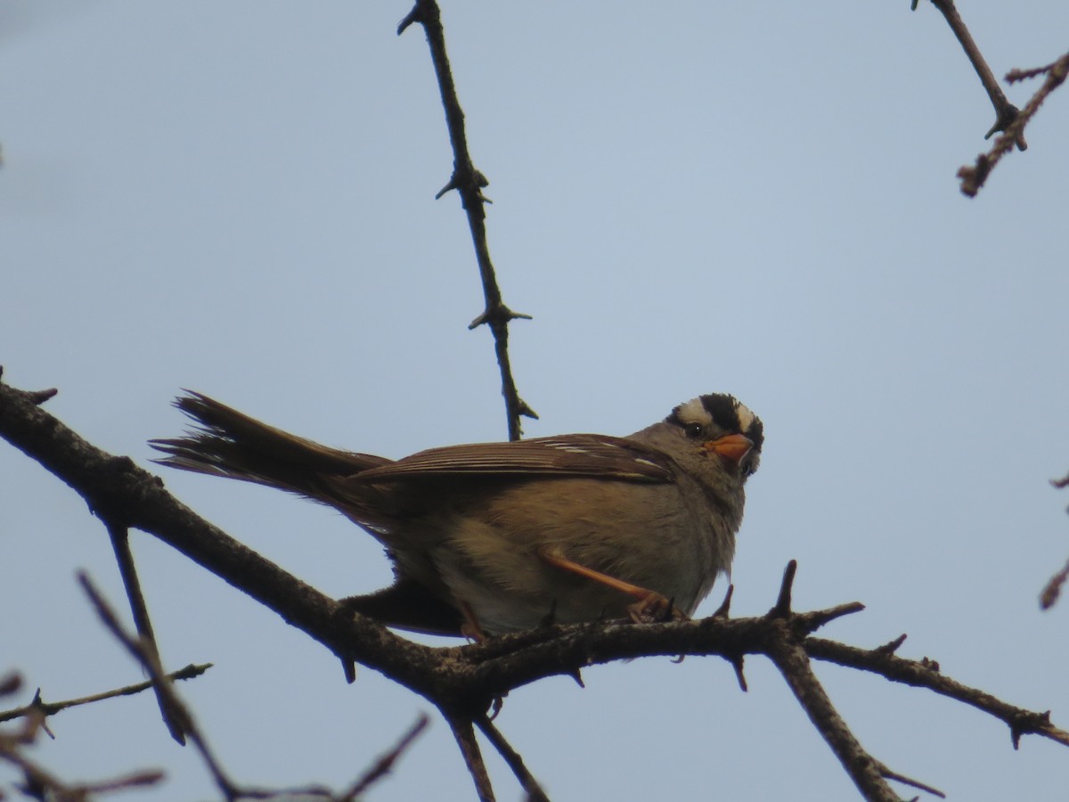 White-crowned Sparrow - ML165526501
