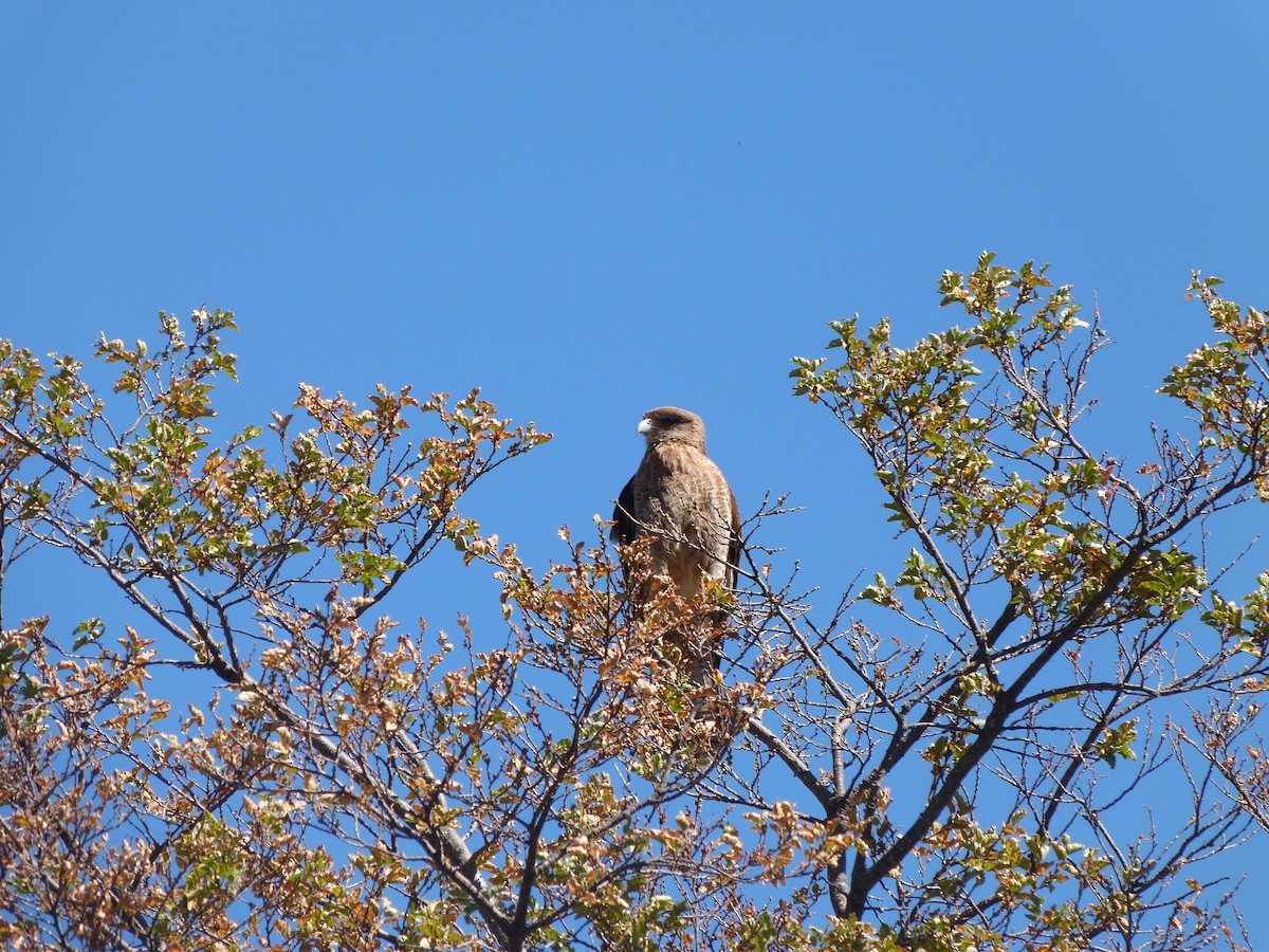 Chimango Caracara - Susam Villarroel Cáceres