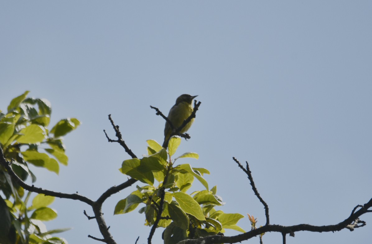 Orchard Oriole - ML165526591