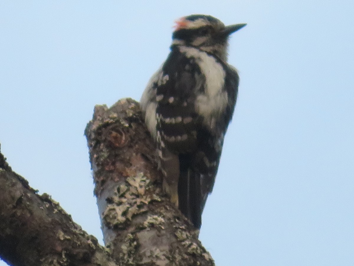 Downy Woodpecker - ML165527121