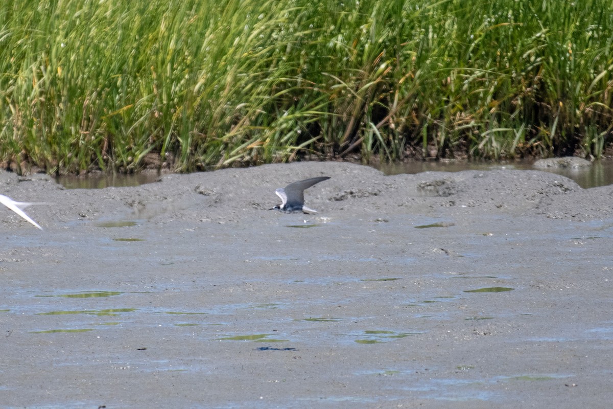 Black Tern - Trevor Van Loon