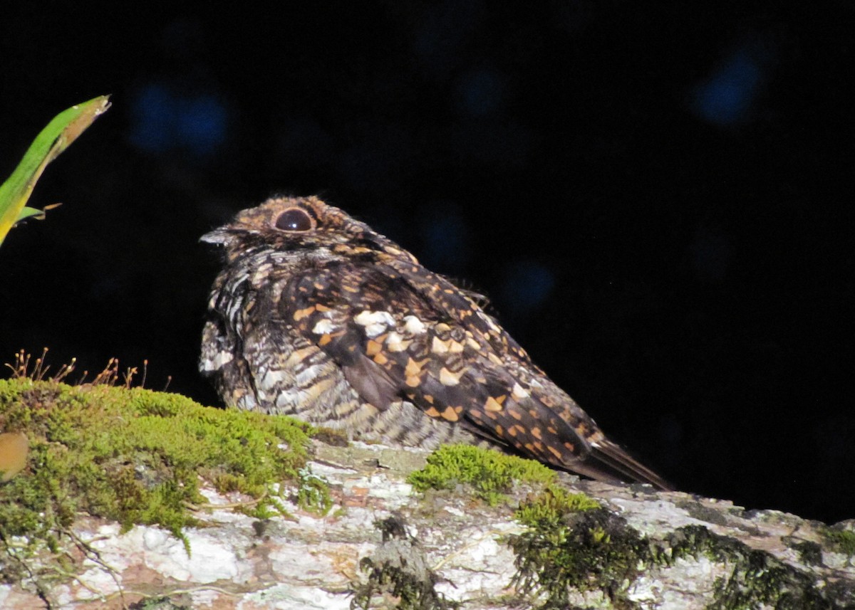 Salvadori's Nightjar - ML165528721