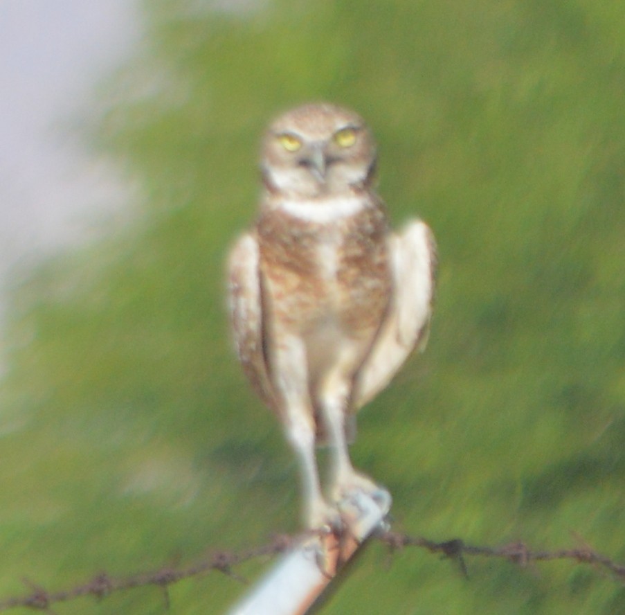 Burrowing Owl - ML165528961