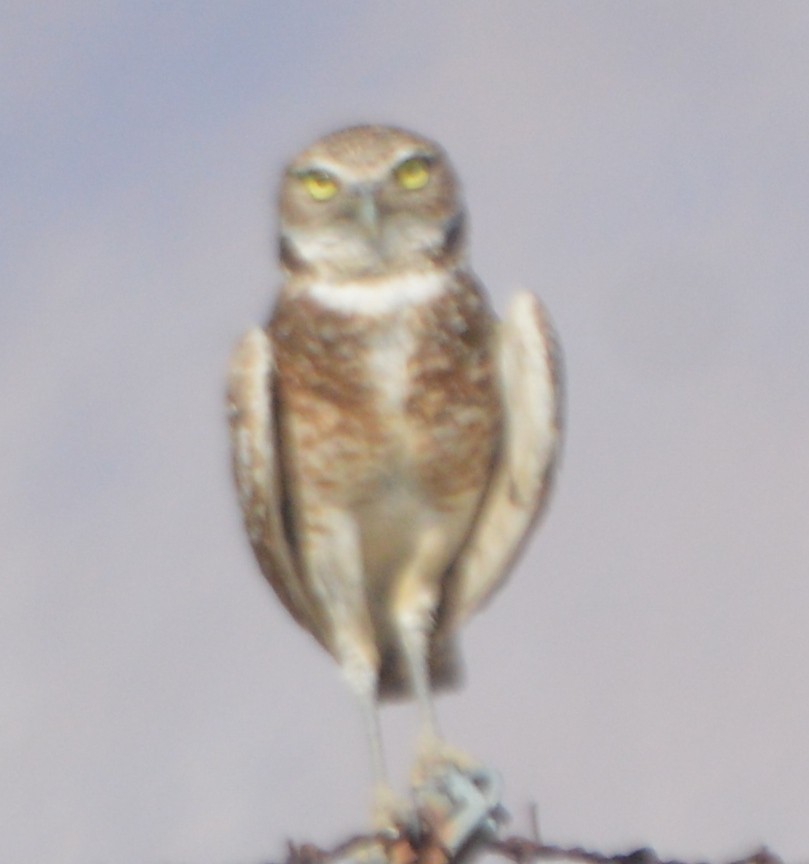 Burrowing Owl - ML165528971