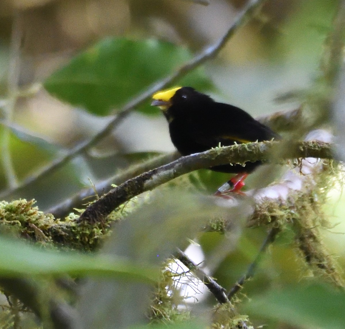 Golden-winged Manakin - ML165529341