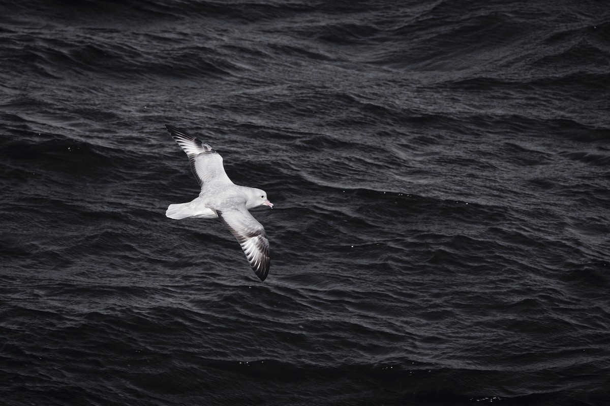 Fulmar argenté - ML165529371