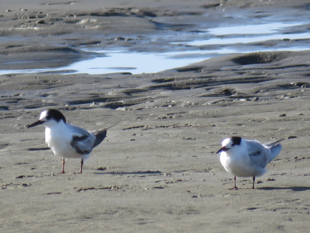 Common Tern - ML165531311