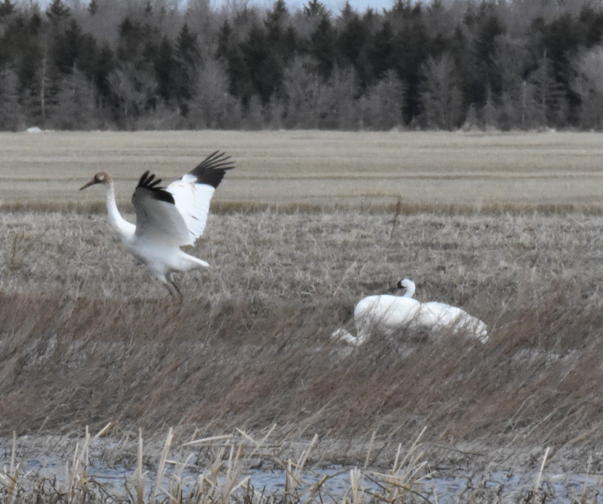 Whooping Crane - Katy Banning