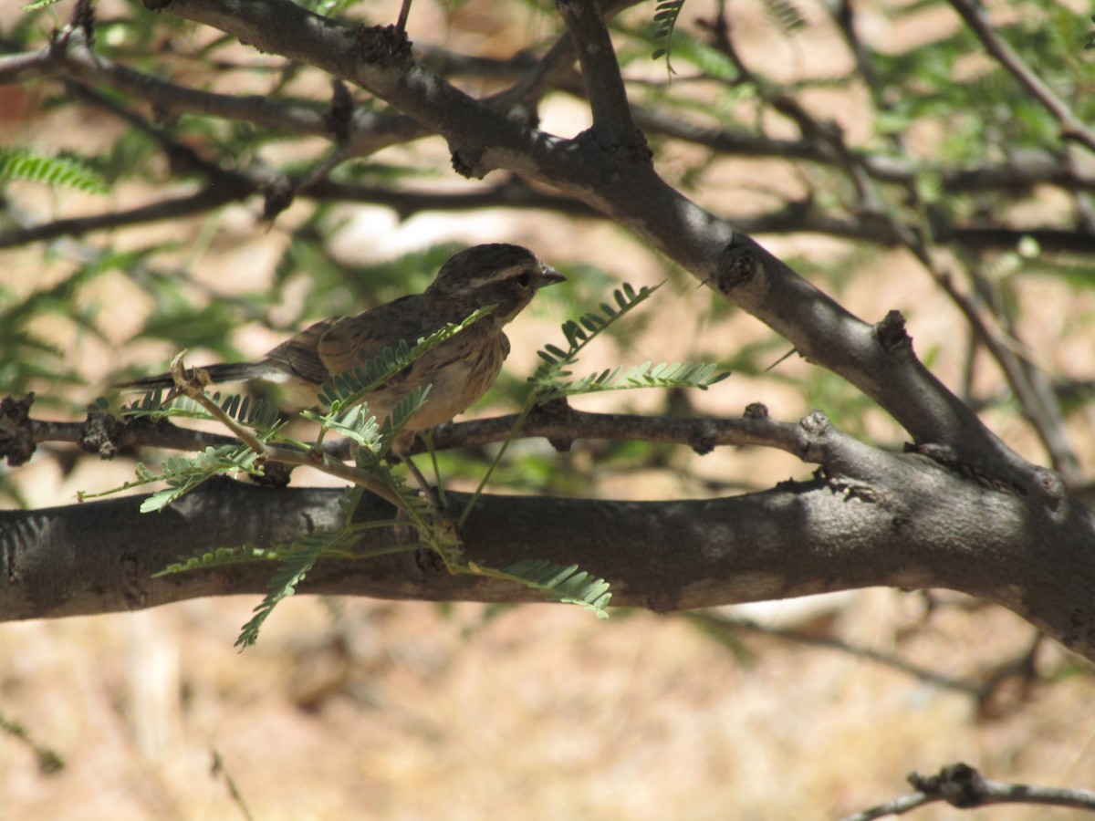 Passerellidae sp. (sparrow sp.) - ML165533051