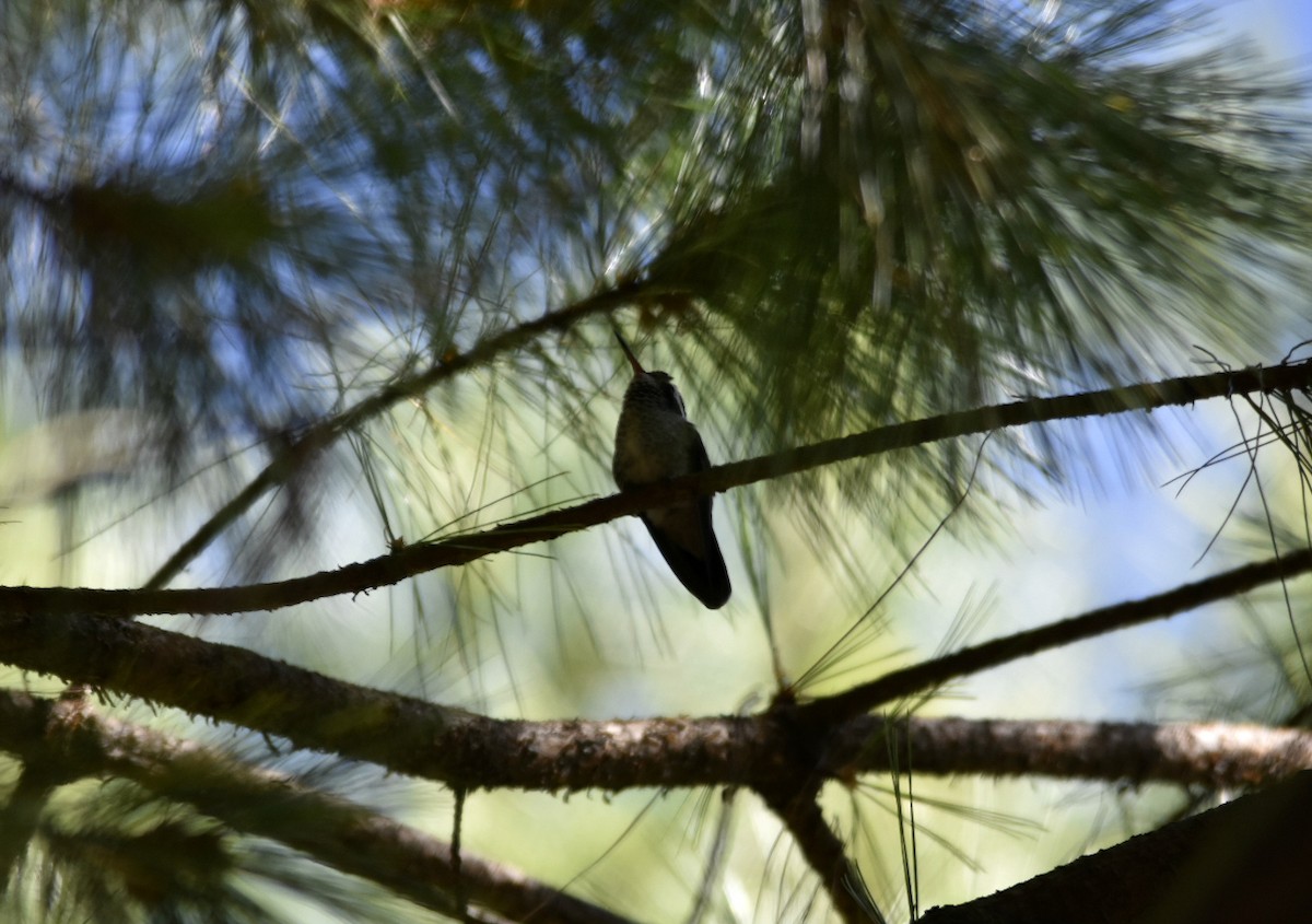 White-eared Hummingbird - ML165534461