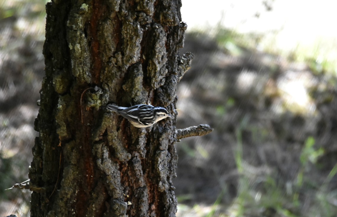 Black-and-white Warbler - ML165535381