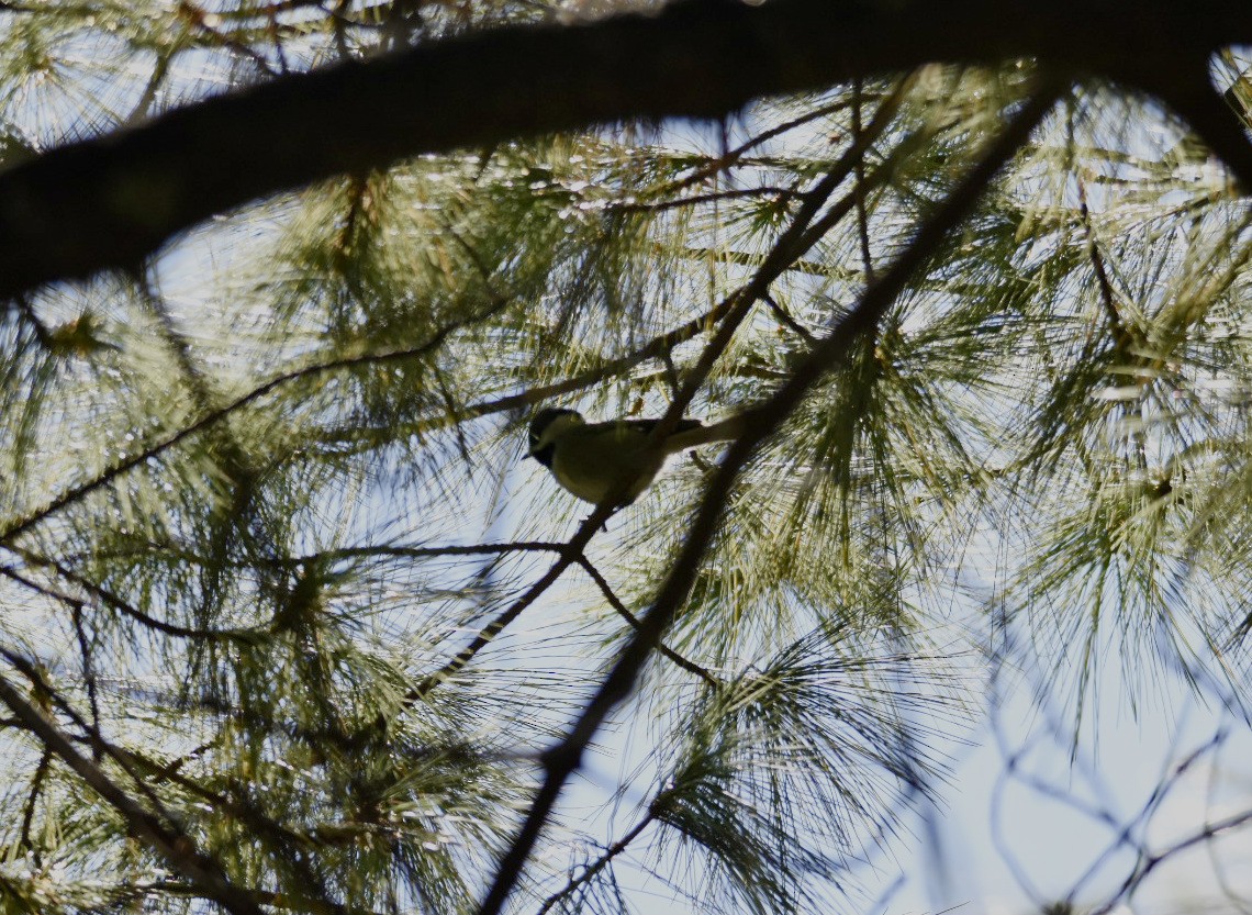 Mexican Chickadee - ML165535541