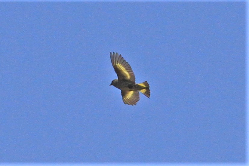 Pine Siskin - Kent Forward