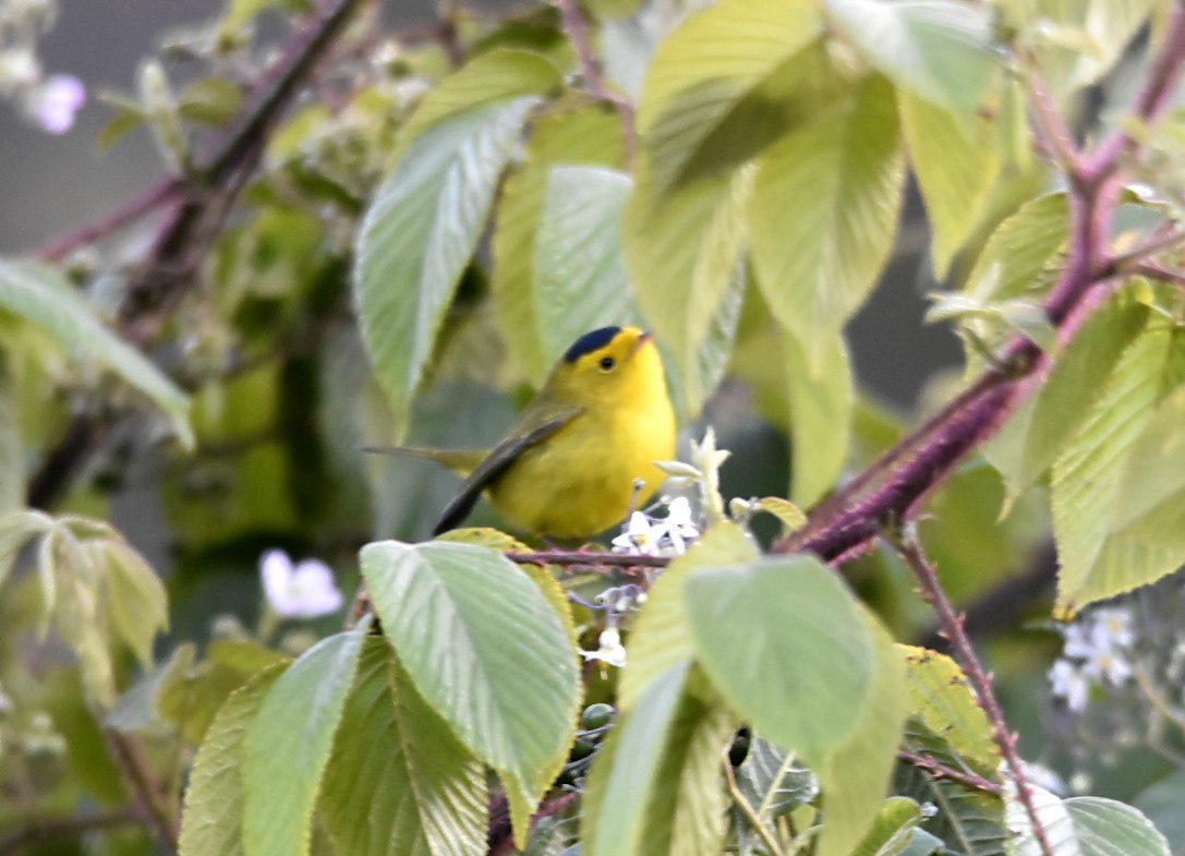 Wilson's Warbler - ML165536251